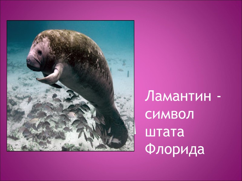 Ламантин - символ штата Флорида